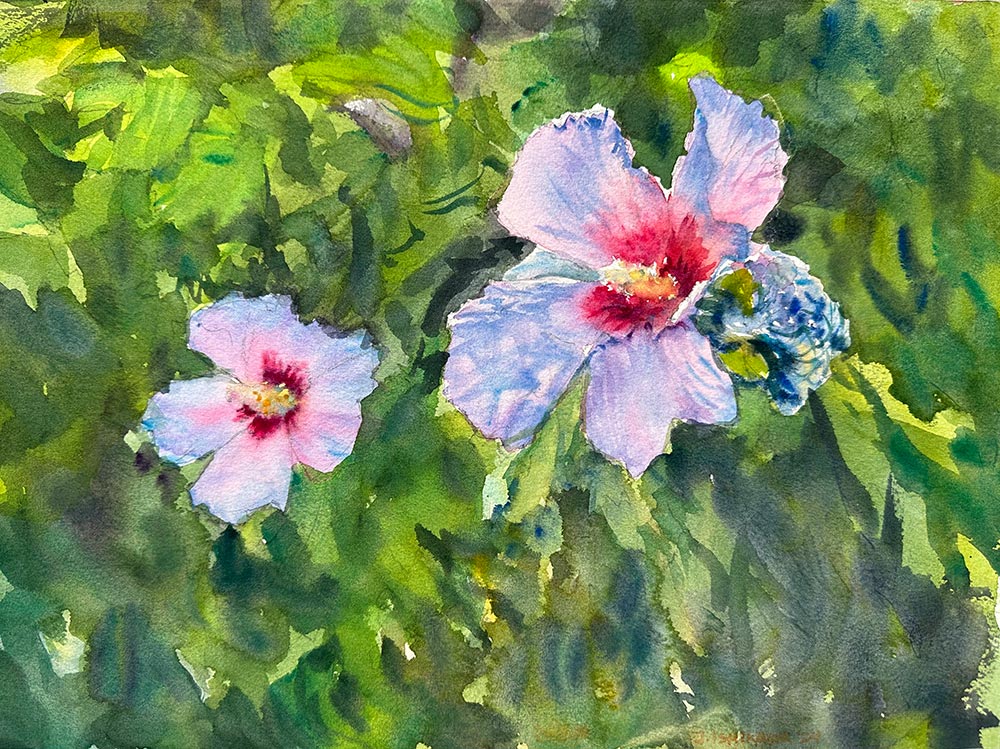 Hibiscus