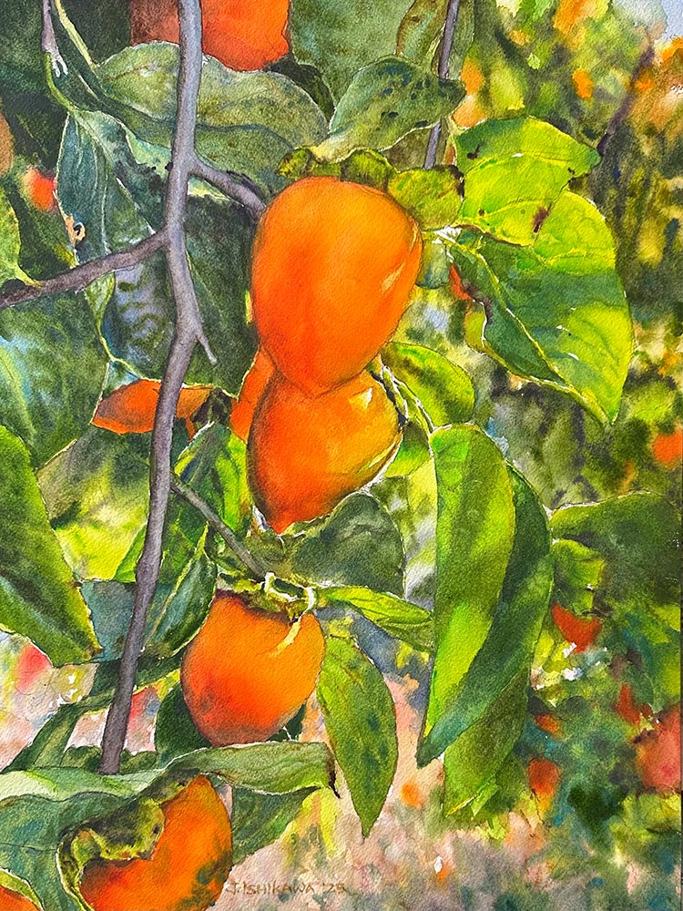 Lord's Persimmons
