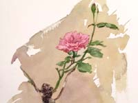 Rose (sketch)