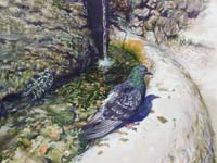Roman Fountain & Pigeon