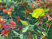 Nasturtium