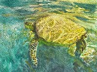 Honu Rising
